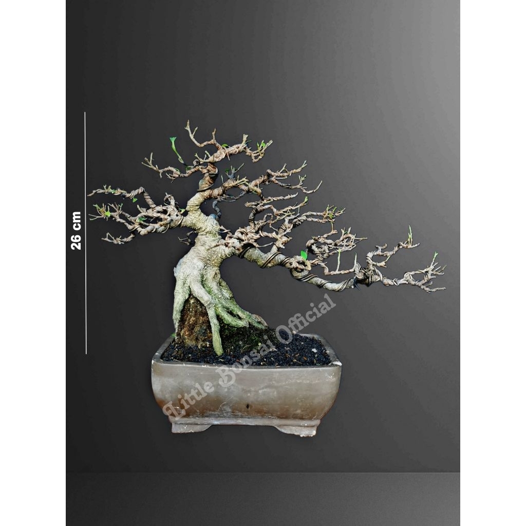 Bonsai Kimeng / Ficus Kimeng / OTR Kimeng