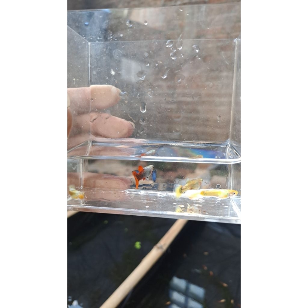 Guppy Blue Metallic Red Tail