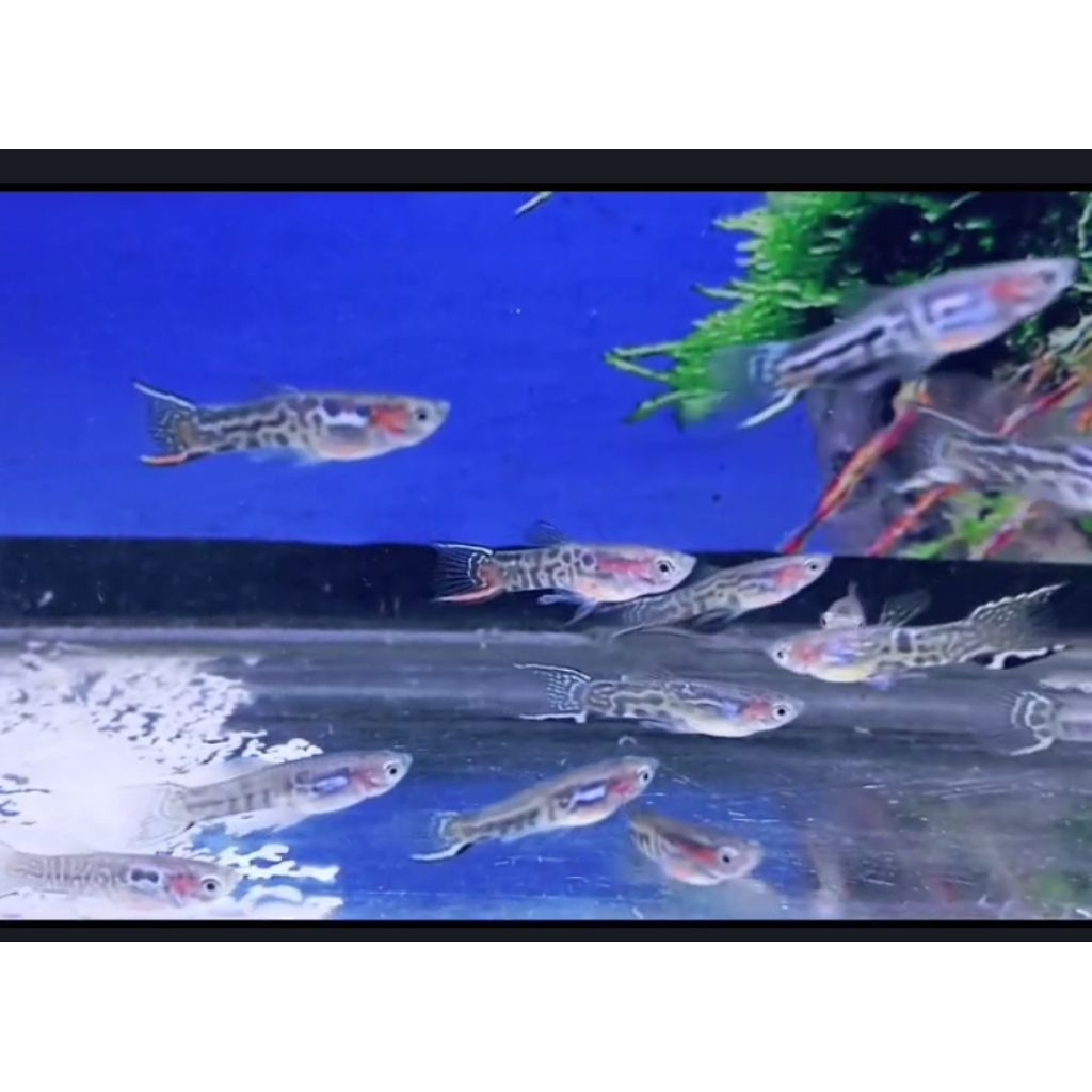 Guppy endler minitiger hiasan aquarium