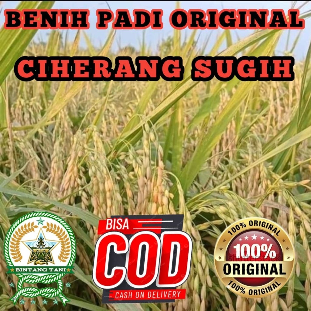BENIH PADI CIHERANG SUGIH BERKUALITAS ORIGINAL KEMASAN 5KG