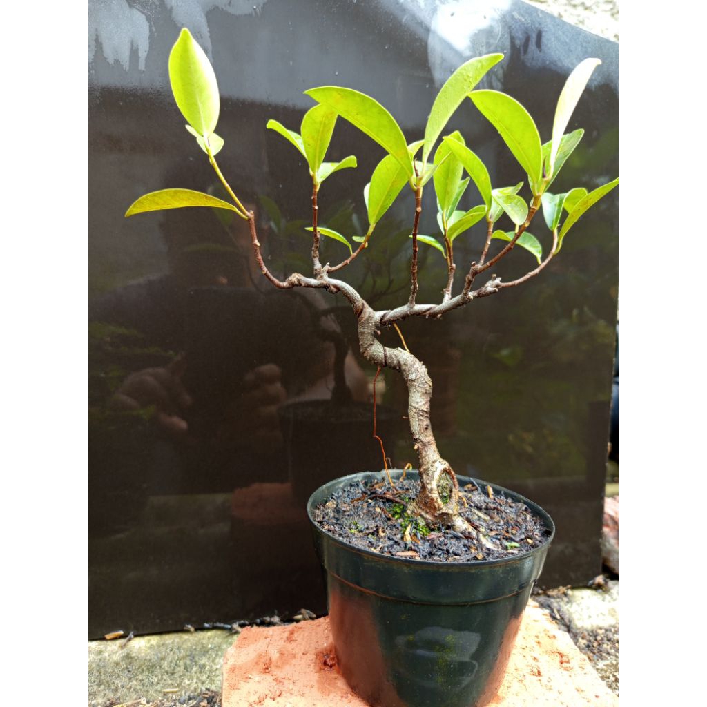 bonsai beringin iprik