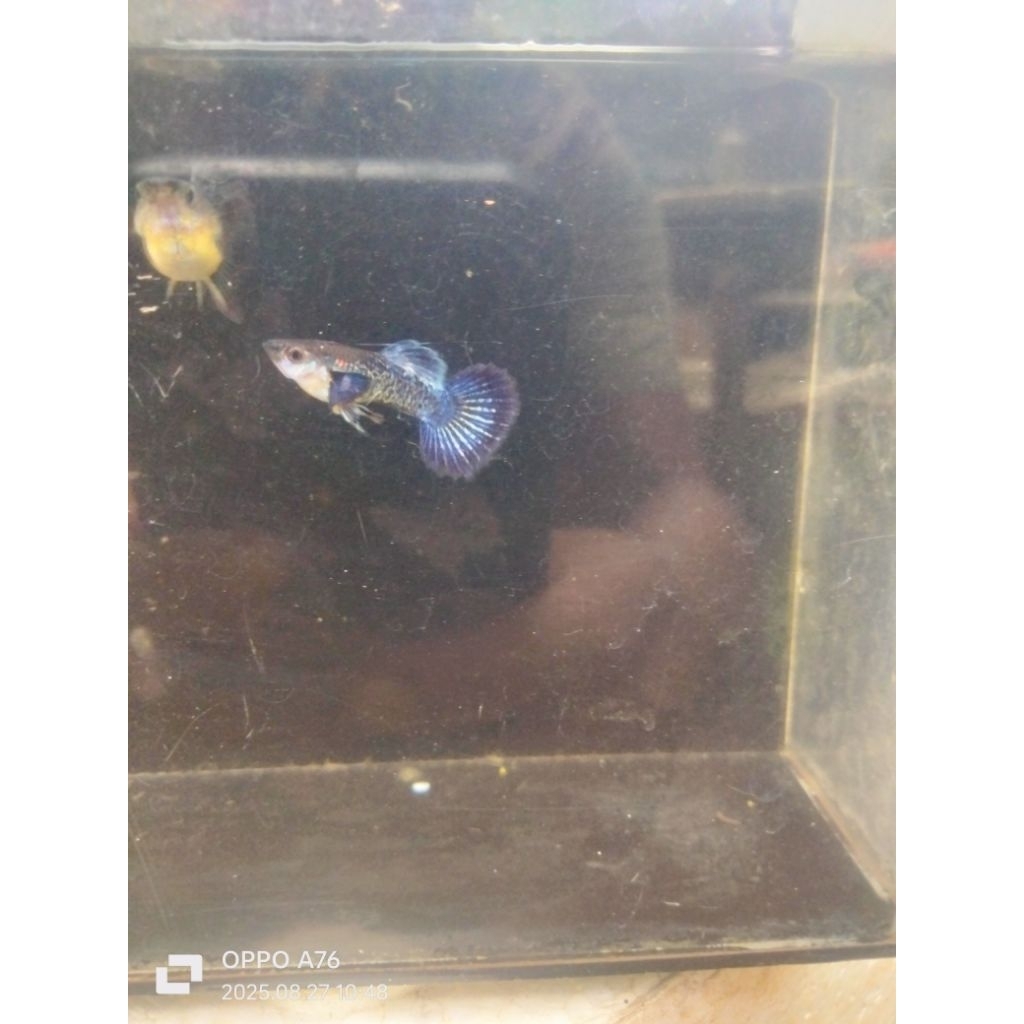HIASAN AQUARIUM GUPPY PURPLE DRAGON