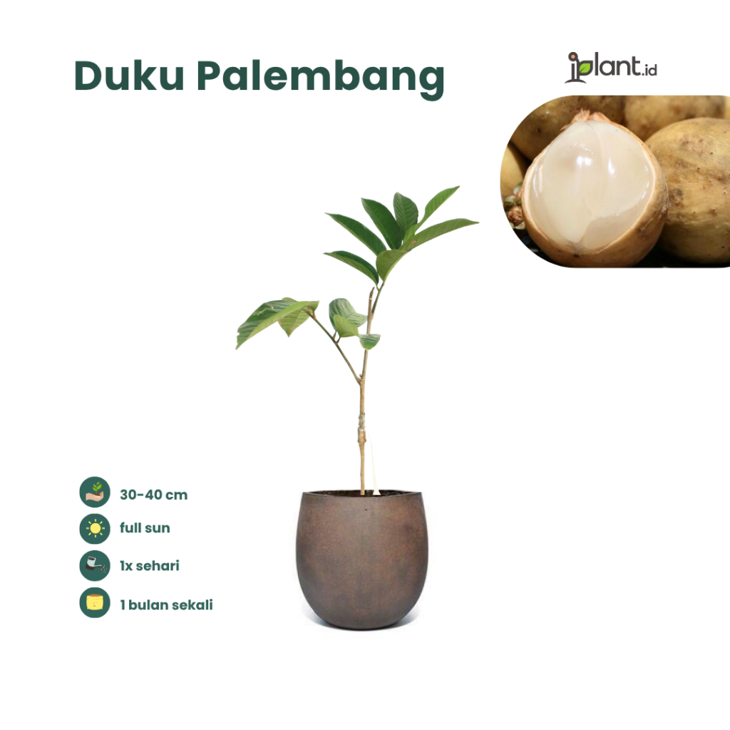 Duku Palembang