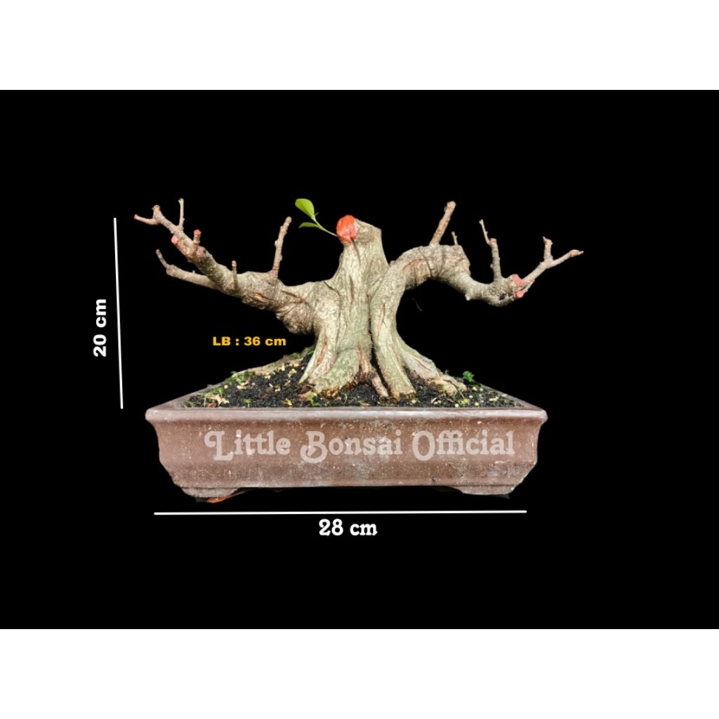 Bonsai Beringin Kimeng / Ficus Kimeng