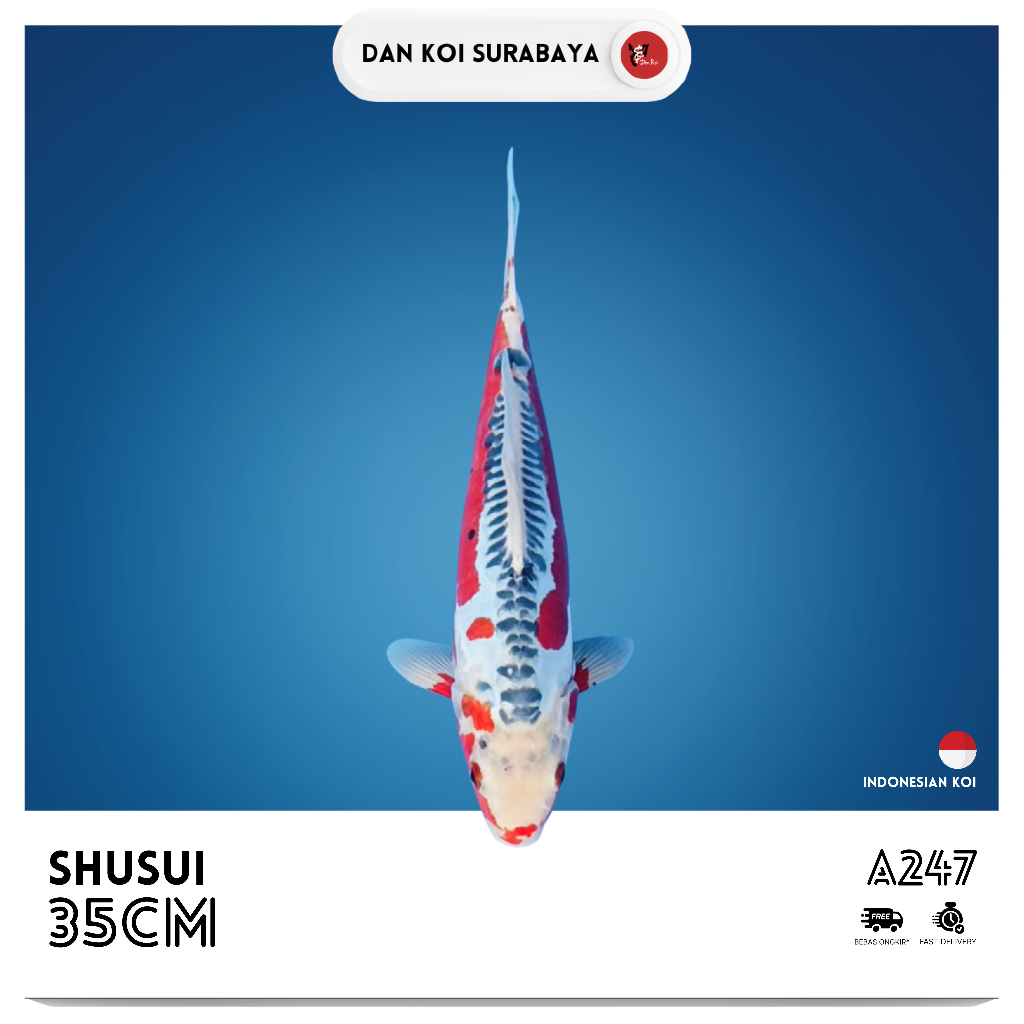 Ikan Koi Shusui Kode A247