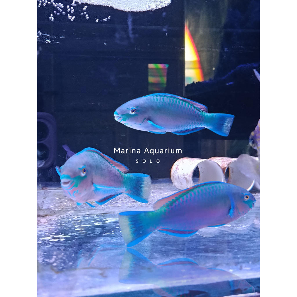 Ikan Laut Hias Kakatua Ikan Hias