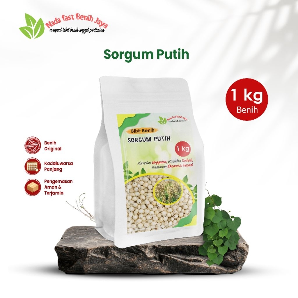 Bibit Sorgum Putih 1kg - Benih Unggul Tanaman Pangan Pakan Ternak Original