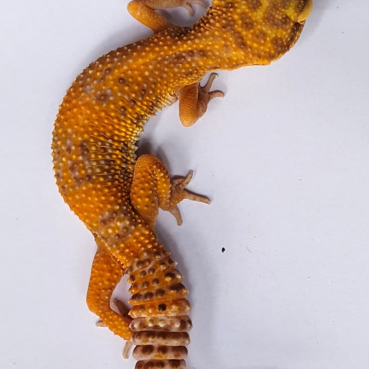 Tremper Emerine Gecko (F-20)
