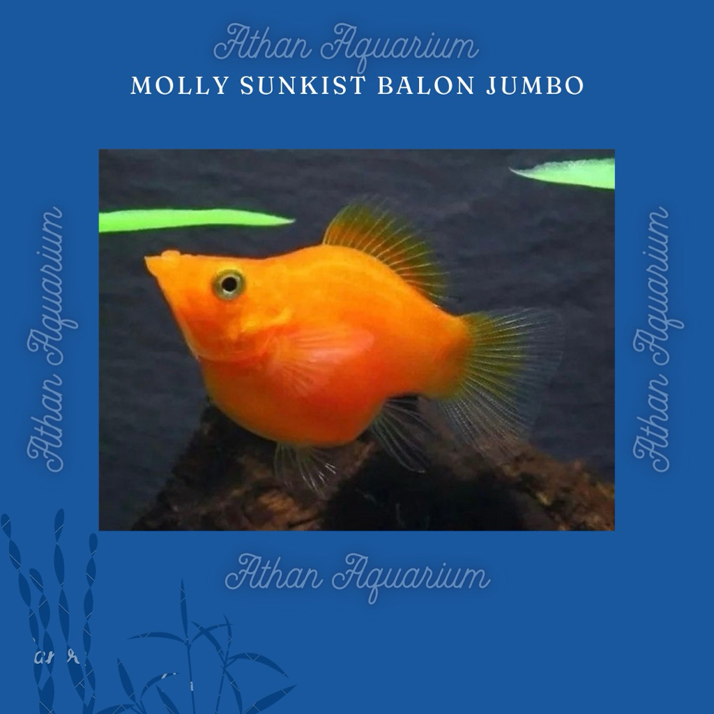 Molly/moli Sunkis/Sunkist/Orange balon size jumbo(INDUK) uk 4-5cm