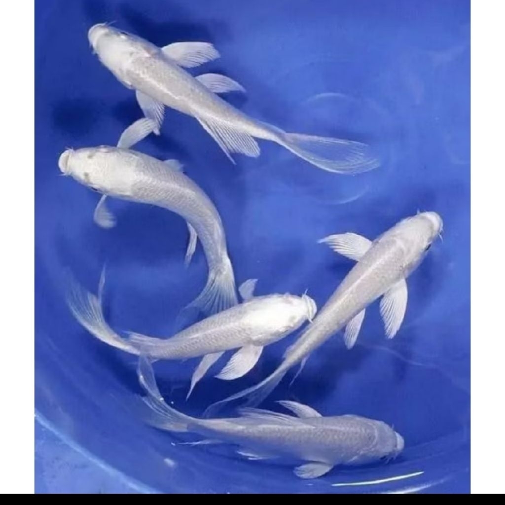 IKAN KOI PLATINUM SLAYER
