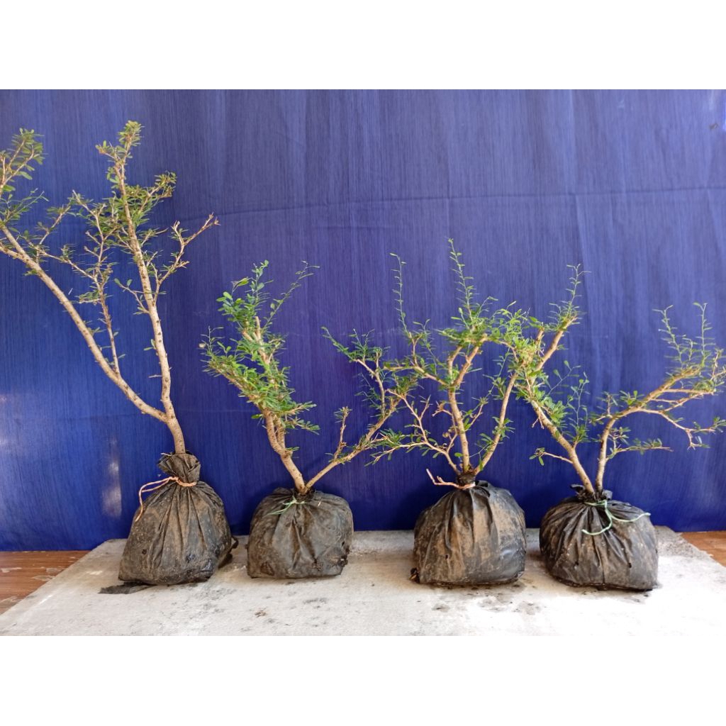 saeng simbur micro (bunga ungu)