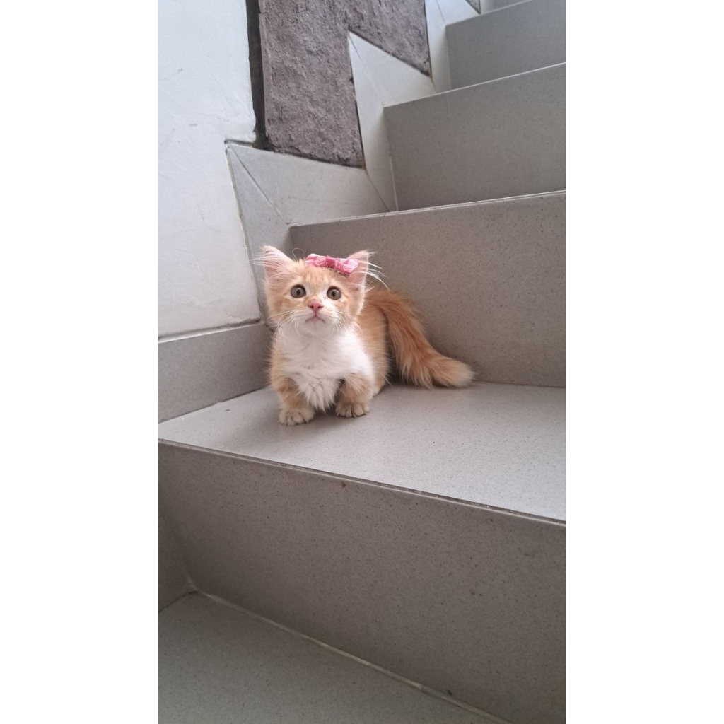 kucing munchkin oren kaki pendek lucu
