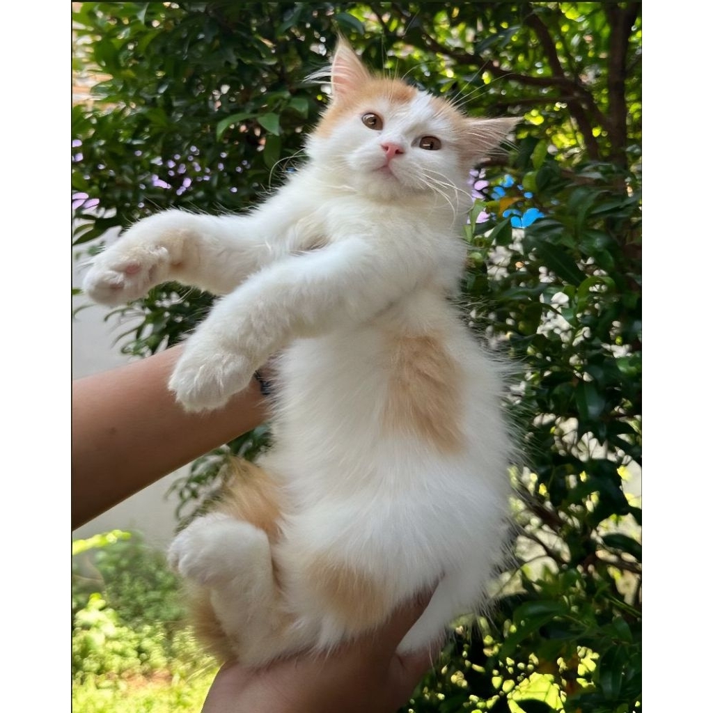KUCING PERSIA JANTAN 3 BULAN OREN