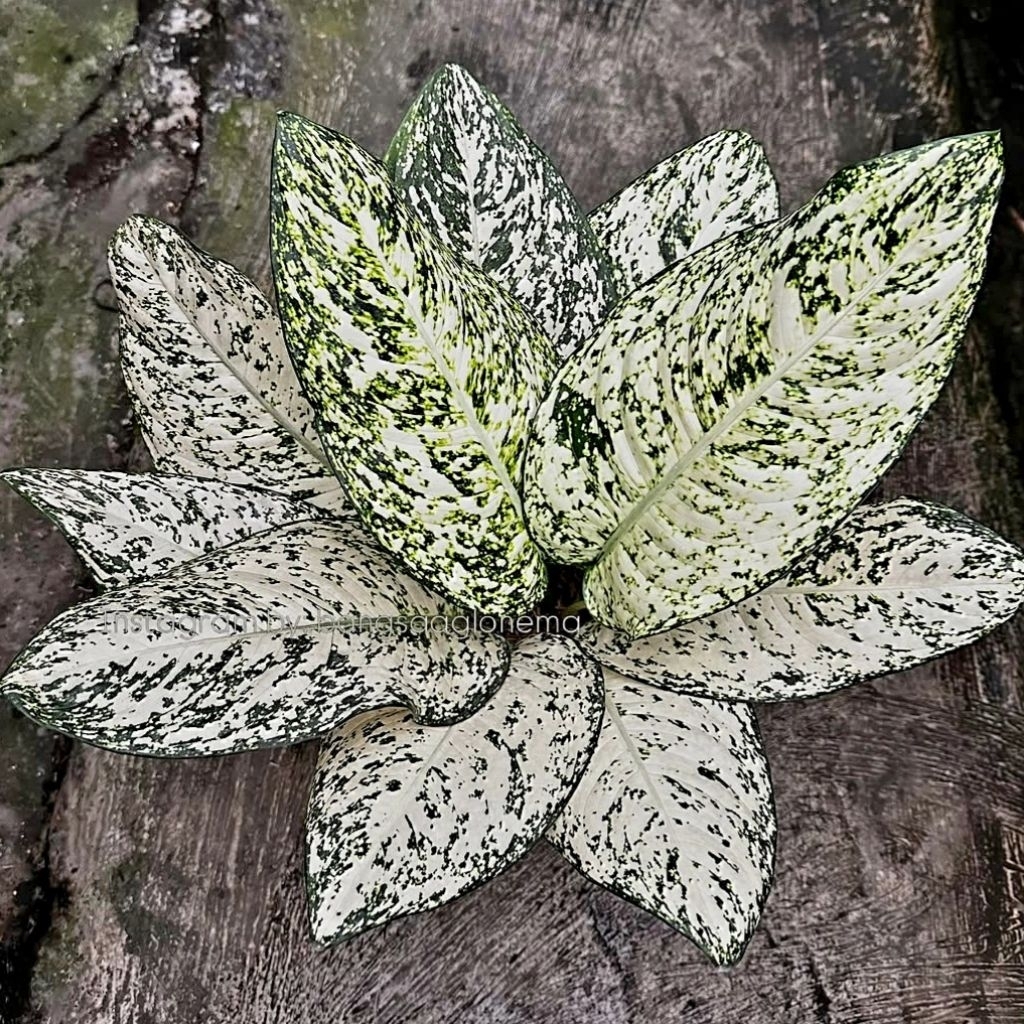 GRATIS ONGKIR (COD) Aglonema Big Leaf / Aglaonema Big Leaf Tanaman Hias Bunga Aglaonema Murah Merah 
