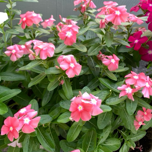 Benih Vinca