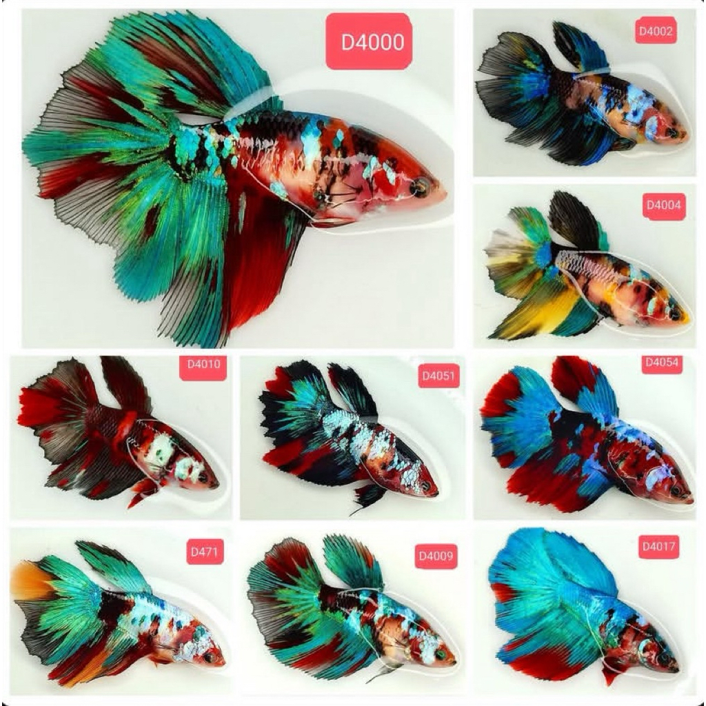 BETINA cupang halfmoon nemo atau multycollor, warna bagus, kualitas terbaik