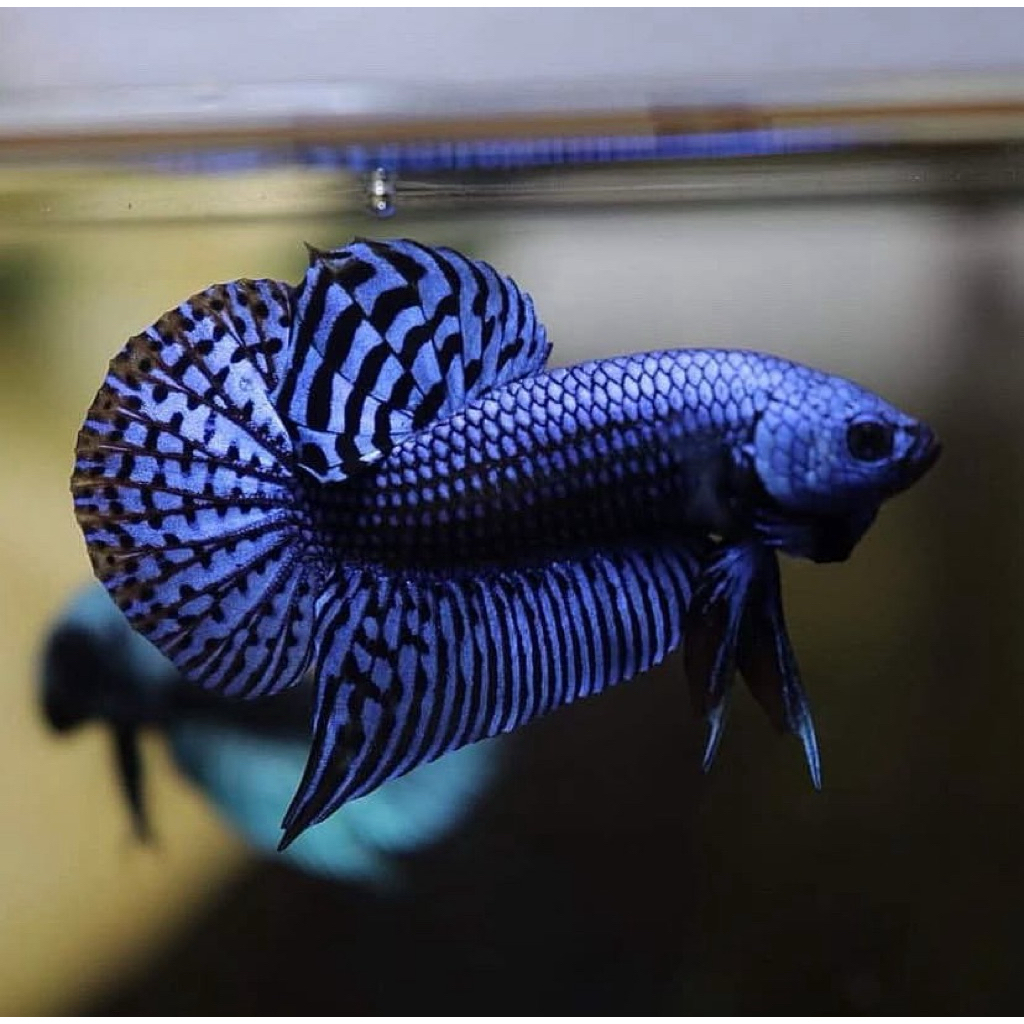 cupang alien blue mental galak, warna bagus, pilihan terbaik