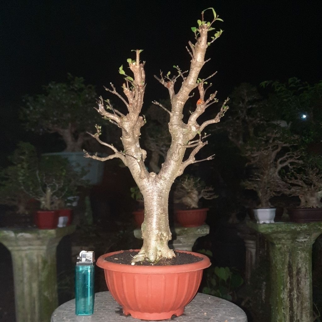 bonsai anting anput  realpict
