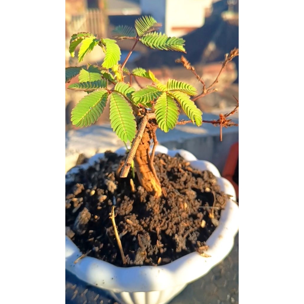 Bonsai Putri Malu