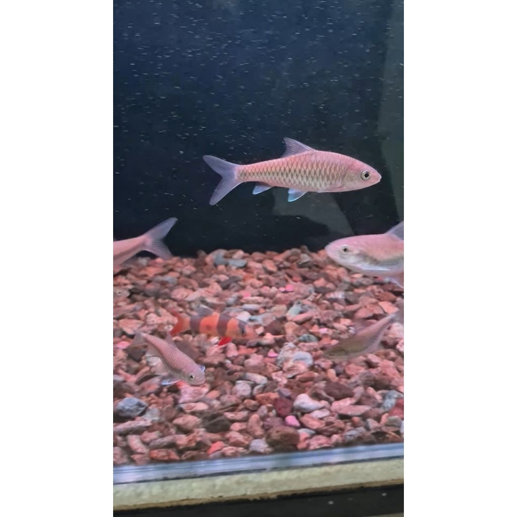 Ikan Mahseer Neo Heterostomus - Chinese Blue Mahseer Import Original (Size 10-12cm)