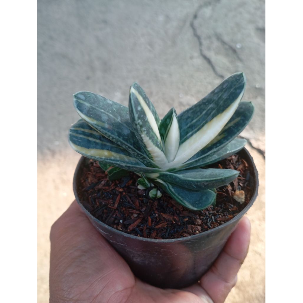 gasteria pujimini parigata putih