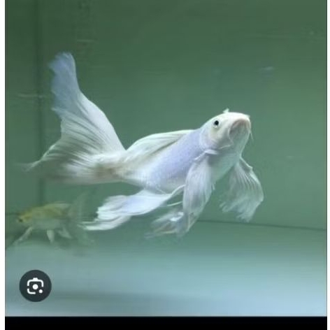 koi platinum slayer