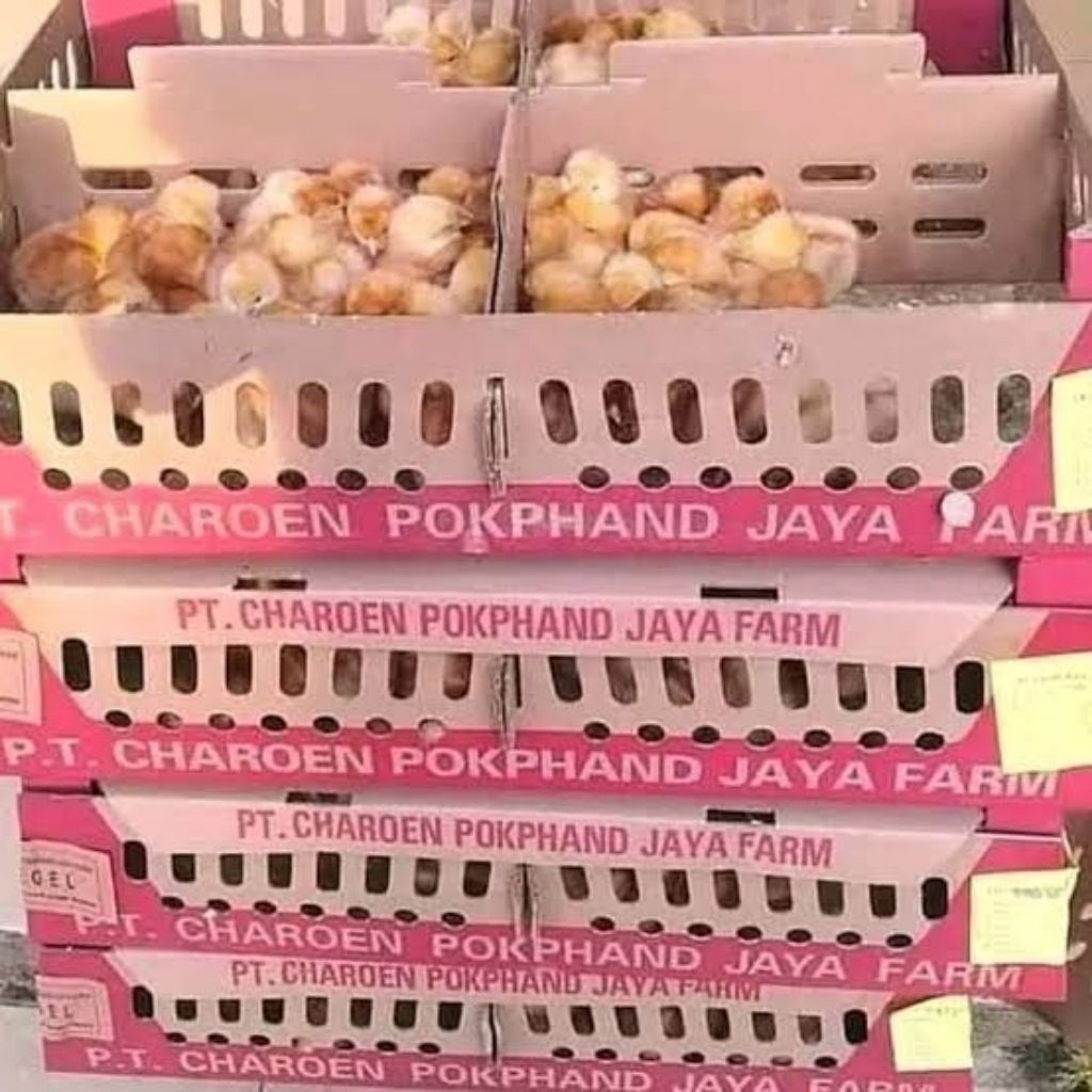 Doc Ayam Petelur 1Box CP 909 (Phokphand) Instan
