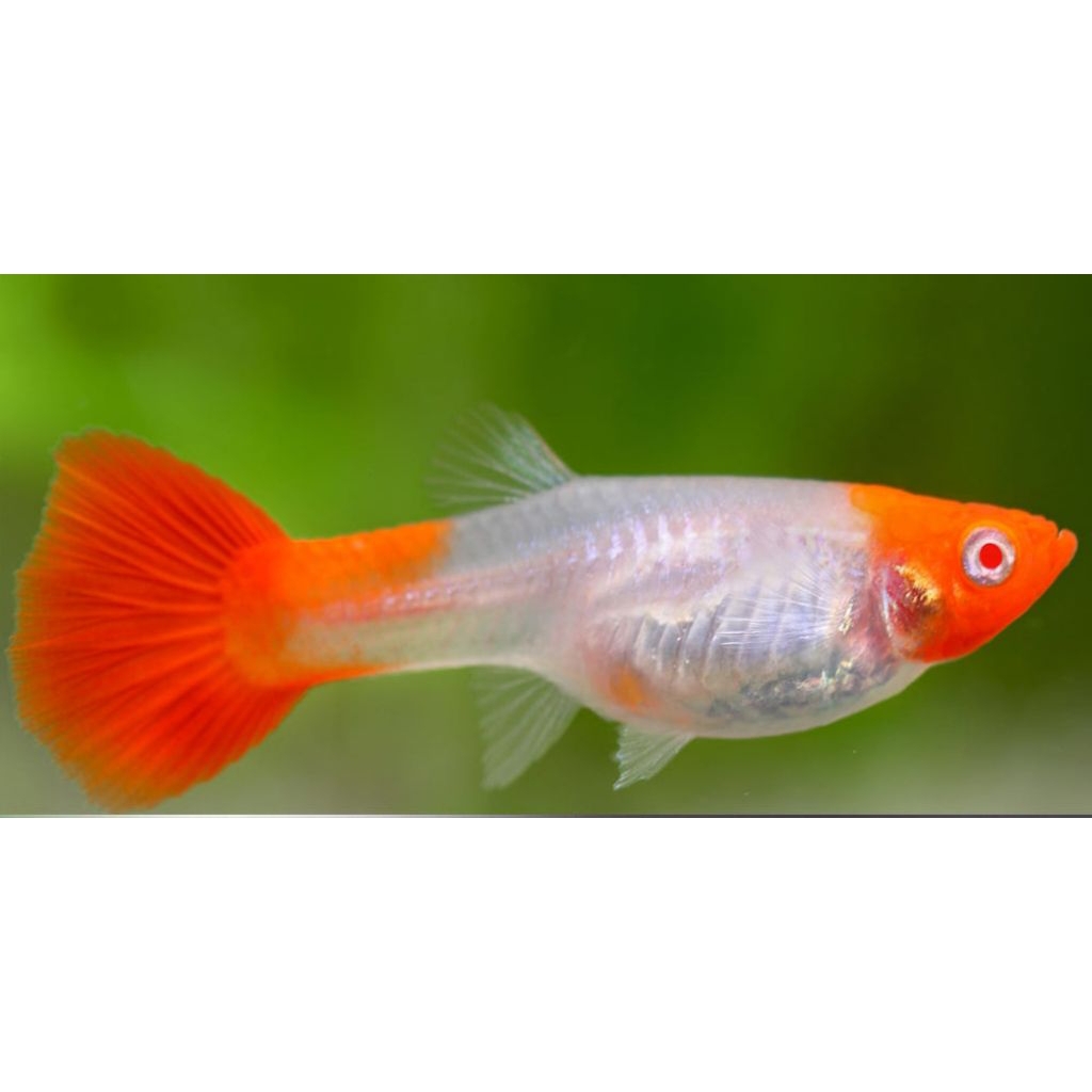 Guppy Red Koi