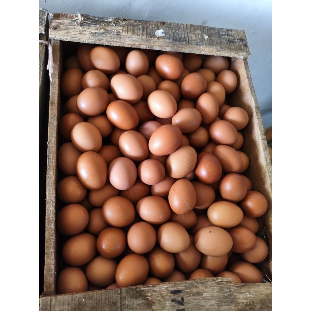 agen telur azhari (fresh dari kandang)