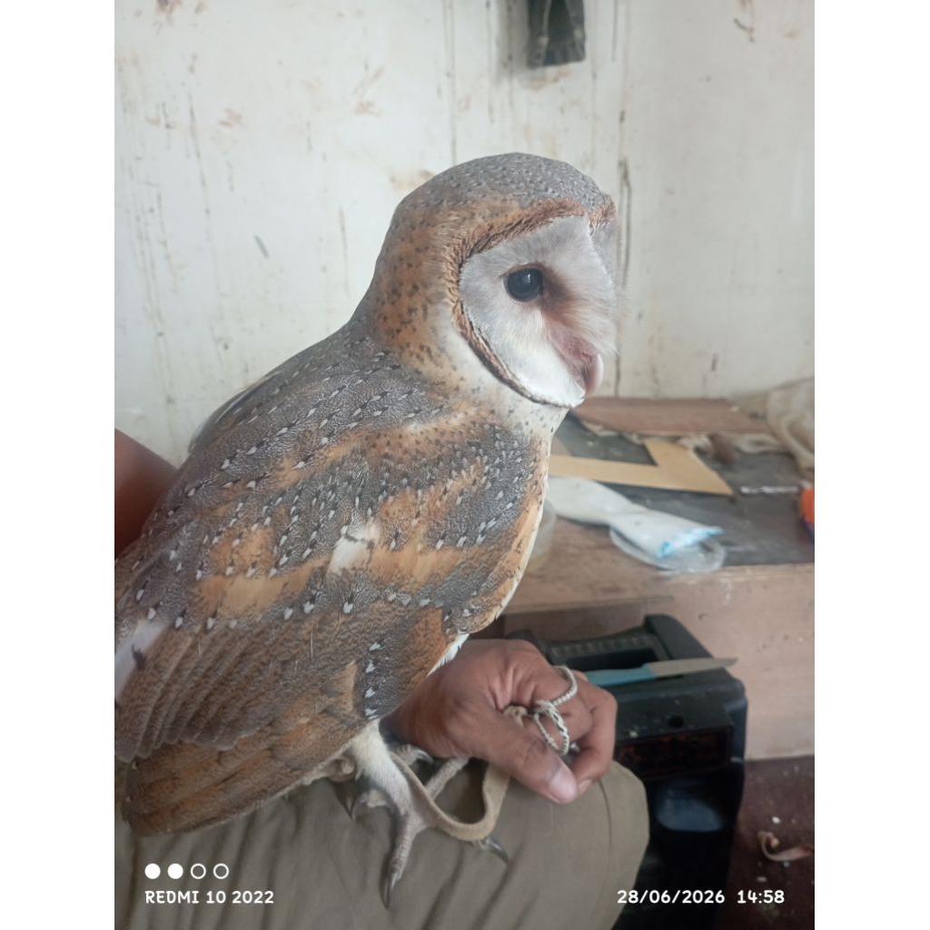 tyto Alba jinak