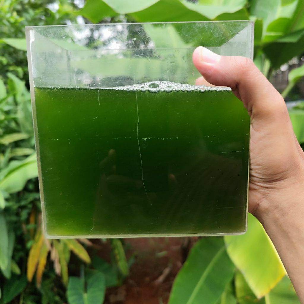 paket green water/chlorella/pakan kutu air