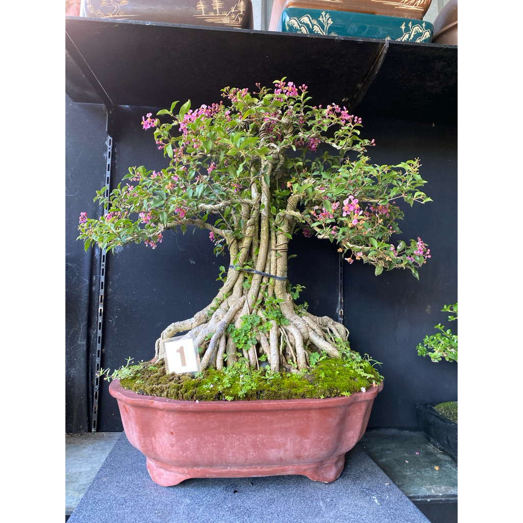 bonsai sakura Micro