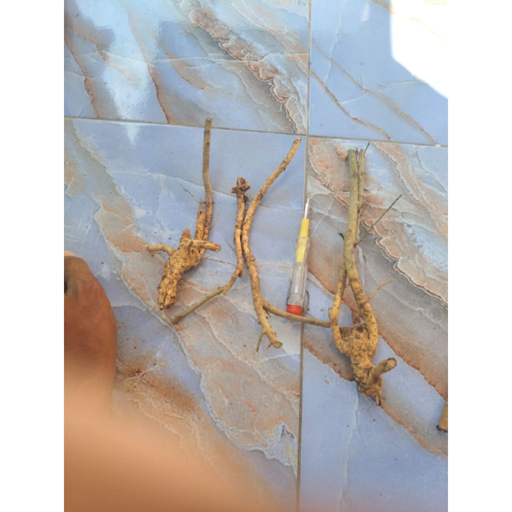 dongkelan pohon serut mini