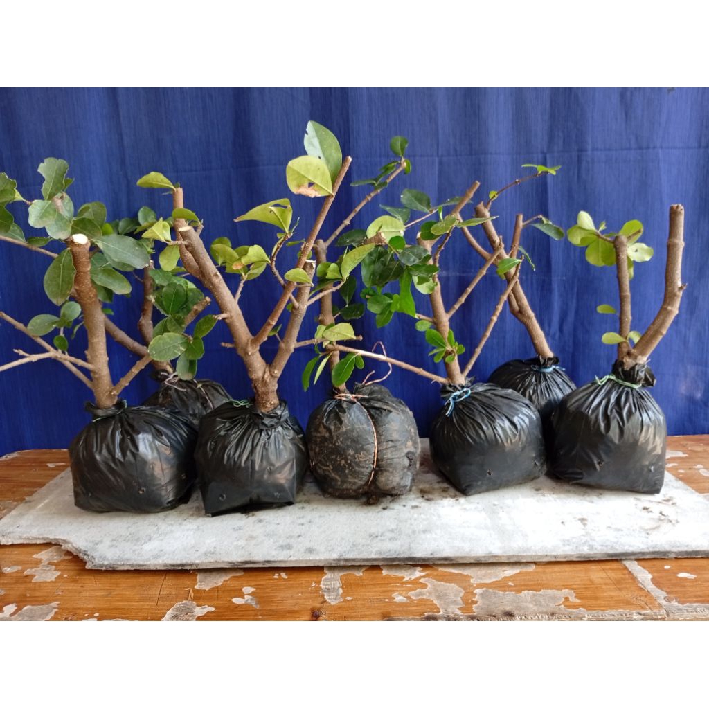 cangkokan bahan bonsai sianci kecut