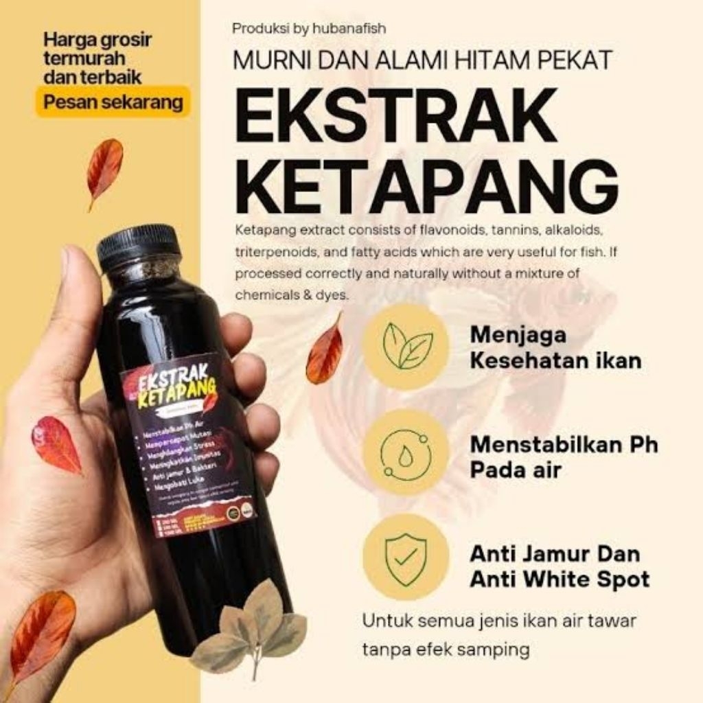 Ekstrakketapang(bleheri)
