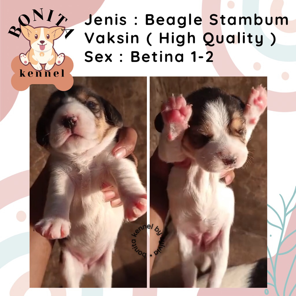 Beagle Stambum Lemon Tricolor Anak Anjing Beagle Jantan Betina
