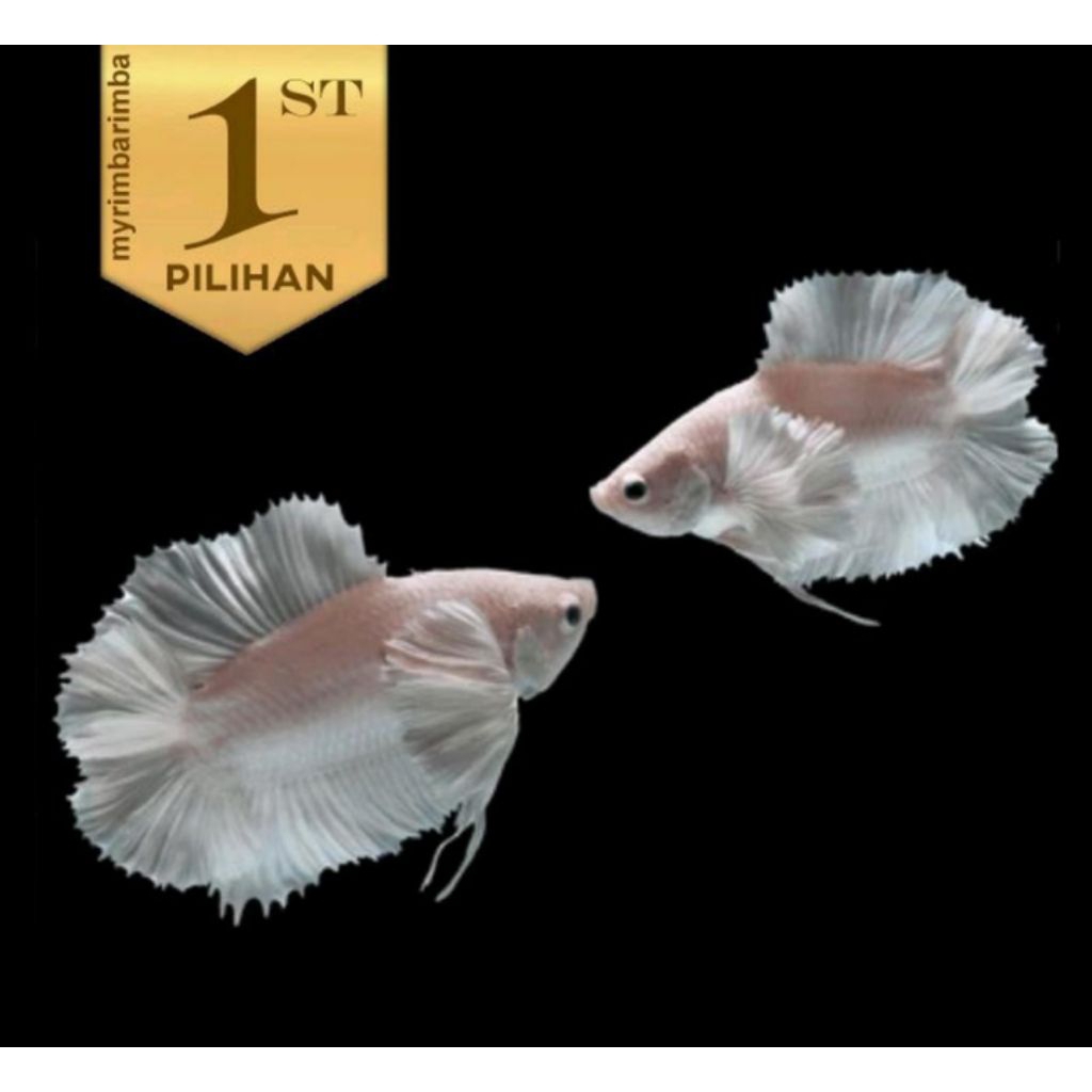 Cupang Cebol Double Tail Platinum Jantan High Fin Ikan Hias Aquascape Hiasan Aquarium Tanaman Air Ta