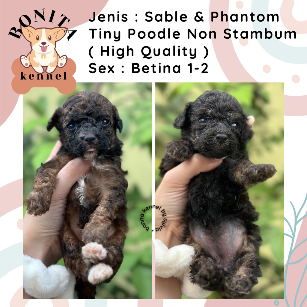 Apricot White Tiny Tea Cup Poodle Non Stambum Anakan Anjing Poodle Putih