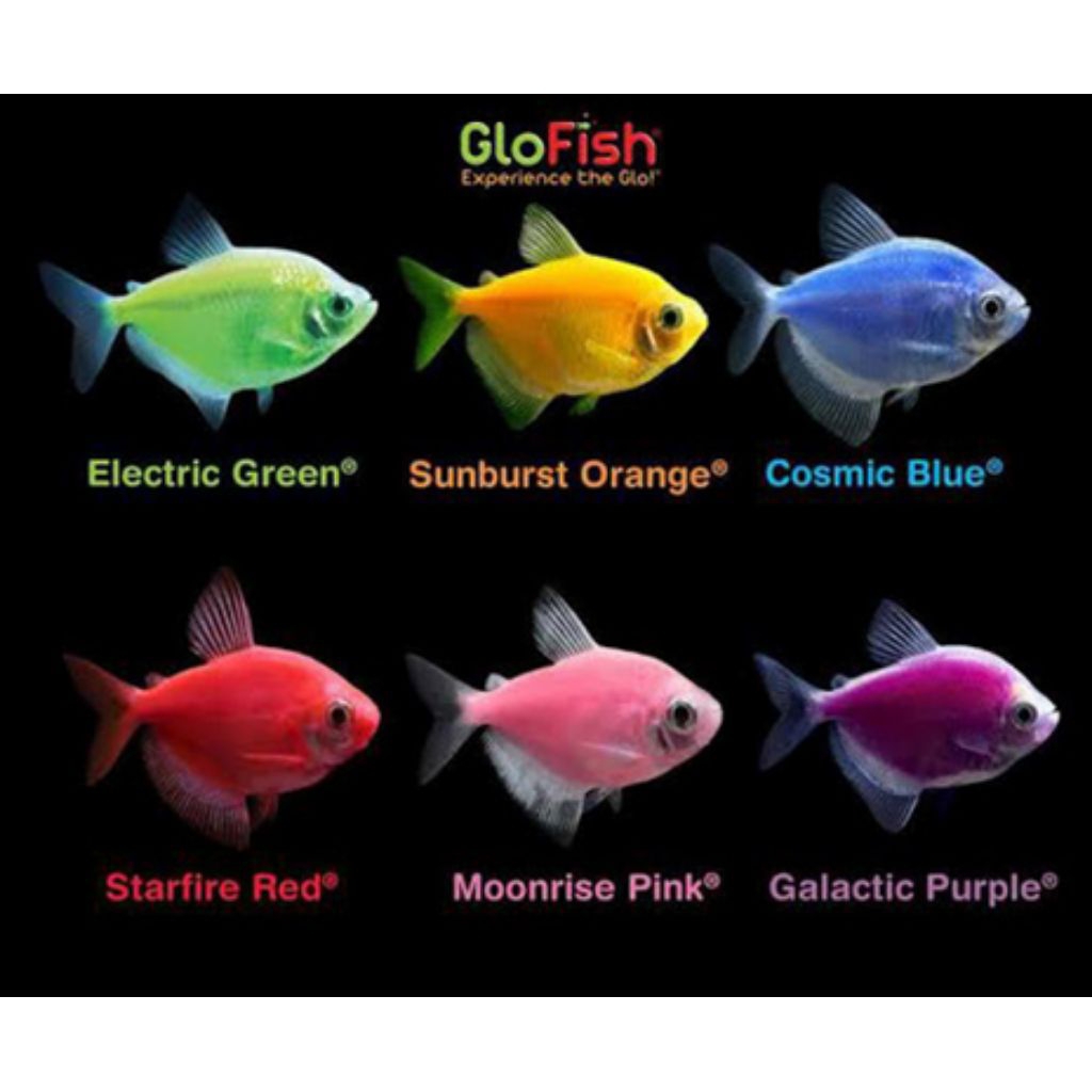 IKAN HIAS GLOFISH