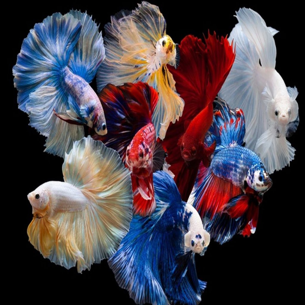 ikan cupang hiasan aquarium warna menarik jenis halfmoon random