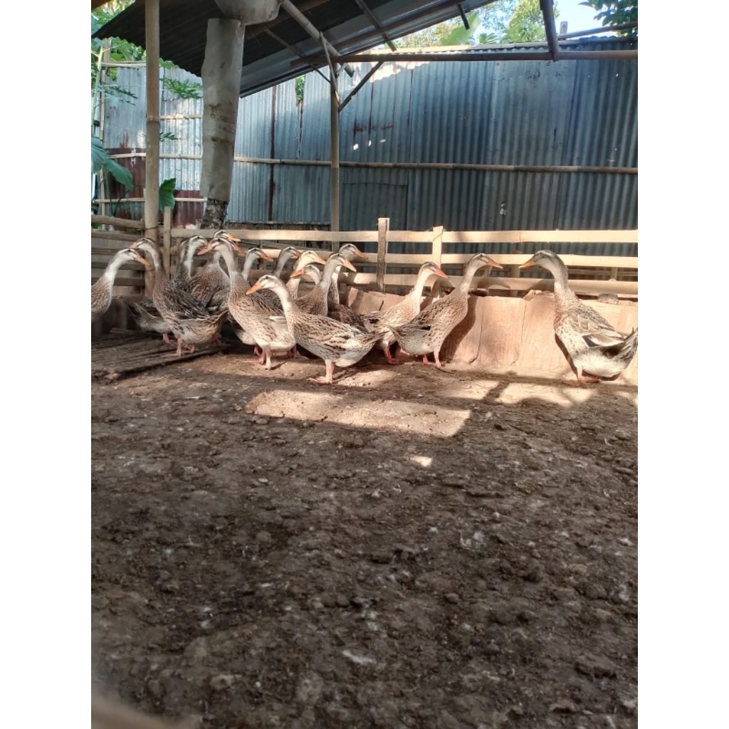 telor fertil bebek alabio murni asli