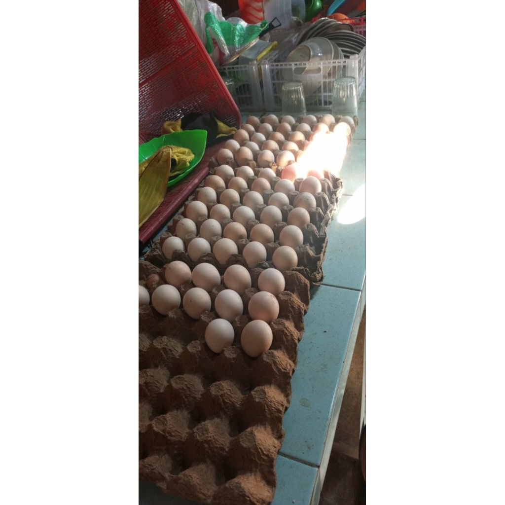 telur, tetas, elba, ayam, kampung, petelur