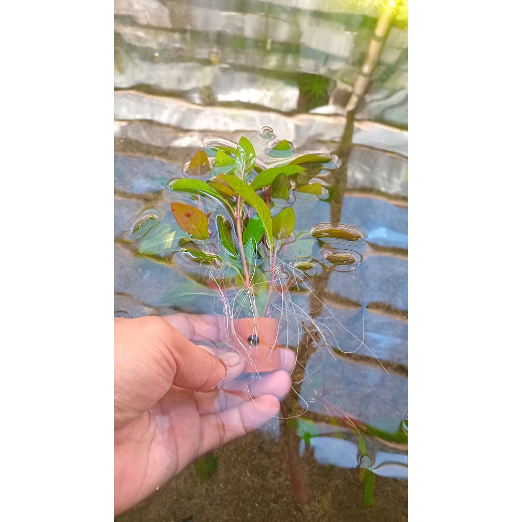 Ludwigia Red malang media 1'pot