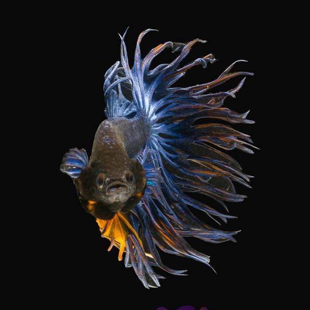 New Cupang Hias Serit Biru Kuning / Blue Yellow / Betta Fish Crowntail