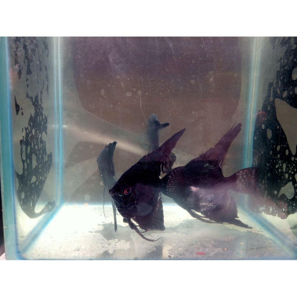 ikan Manfish black red eye (indukan)