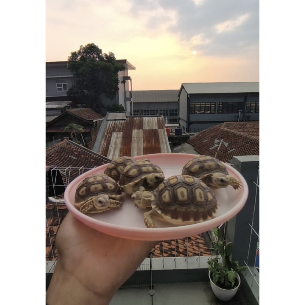 pakan sulcata/pelet sulcata 7,5-8cm/High Dome & Smooth