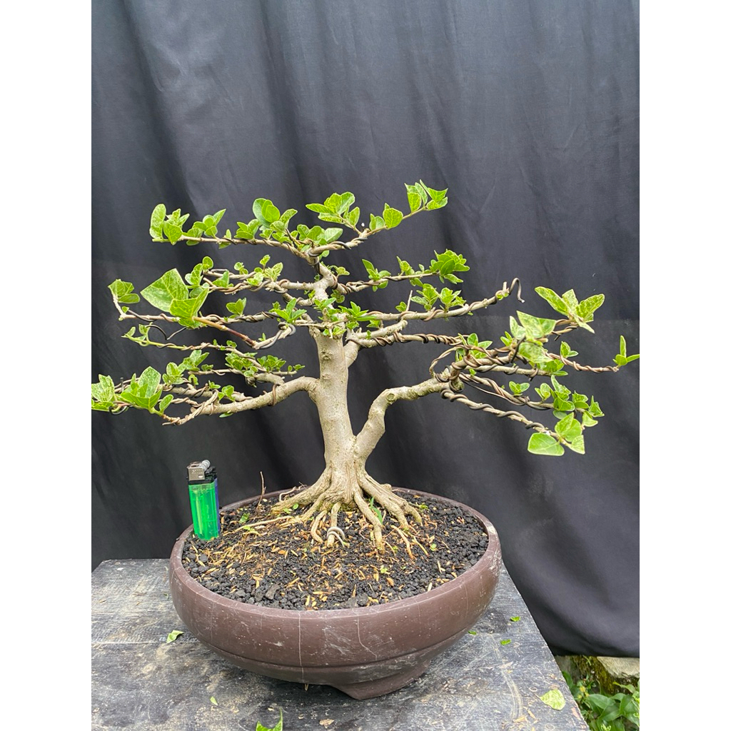 Bonsai Sancang Varigata Armi / Bonsai Sancang Varigata
