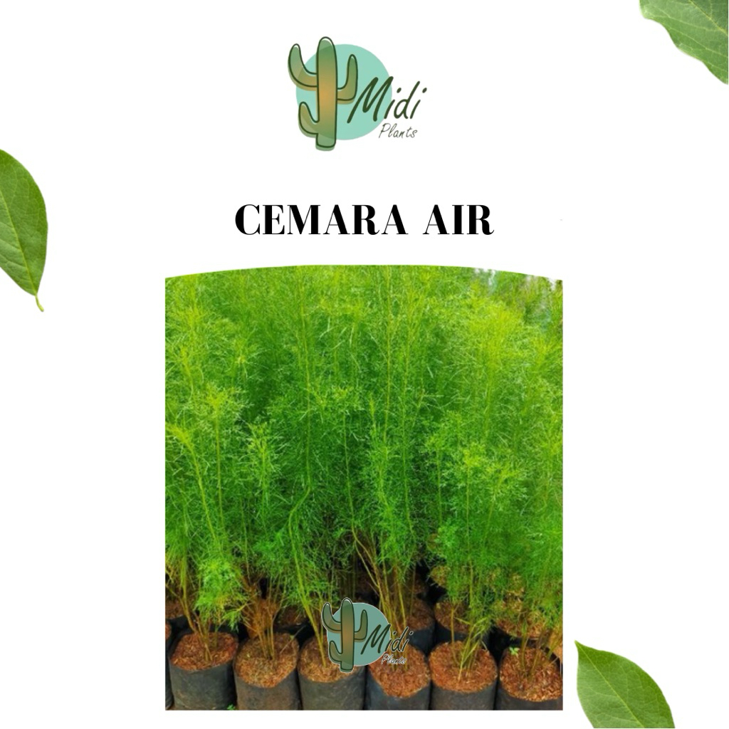 Tanaman hias cemara air cemara air pagar