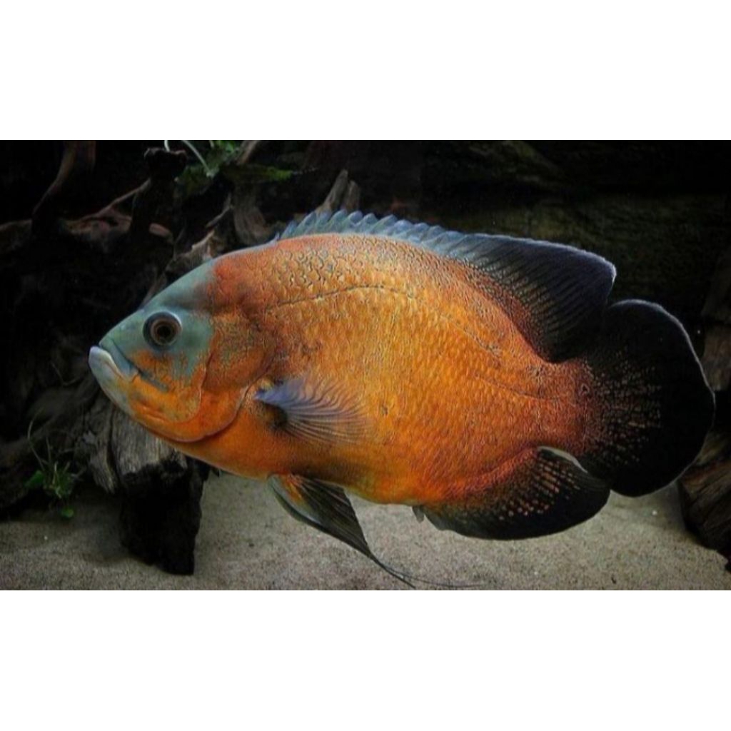 HIASAN AQUASCAPE OSCAR TEMBAGA