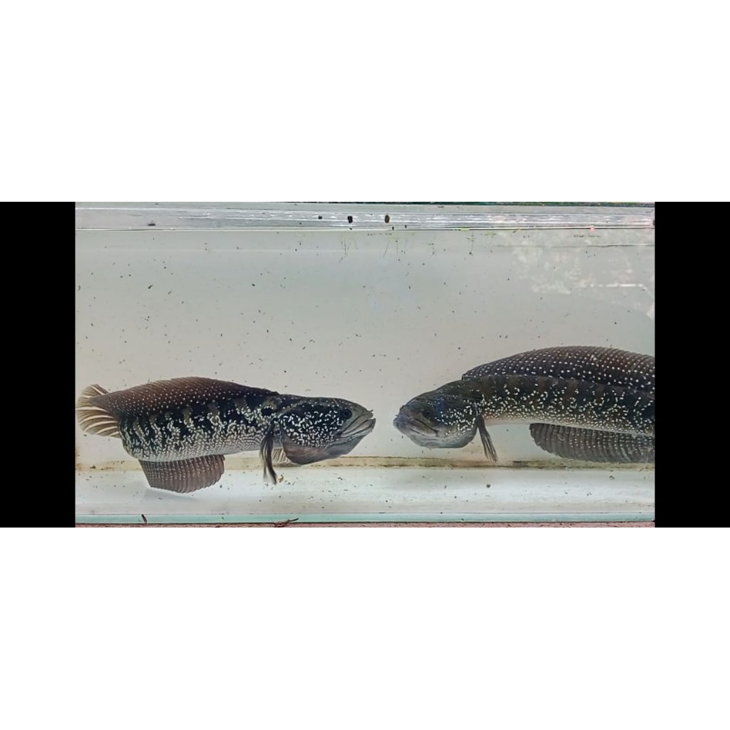 channa asiatica ws jumbo 28cm